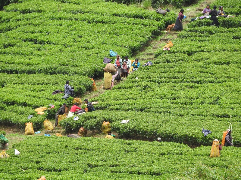 40 Piantagioni di te